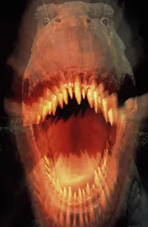 Tyrannosauroidea: Tyrannosaurus rex