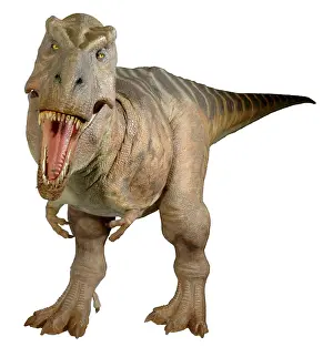 Tyrannosaur: Tyrannosaurus rex