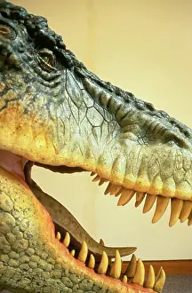 Tyrannosaur: Tyrannosaurus rex