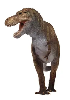 Tyrannosaur: Tyrannosaurus rex