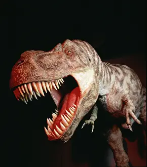 Tyrannosaur: Tyrannosaurus rex