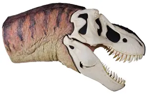 Tyrannosaur: Tyrannosaurus rex