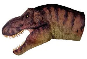 Tyrannosaur: Tyrannosaurus rex