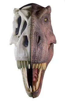 Tyrannosaur: Tyrannosaurus rex