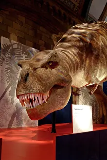 Tyrannosaur: Tyrannosaurus rex