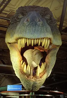 Tyrannosaur: Tyrannosaurus rex