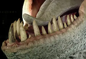 Tyrannosaur: Tyrannosaurus rex