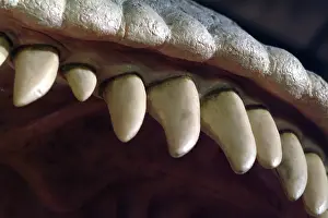 Tyrannosaur: Tyrannosaurus rex
