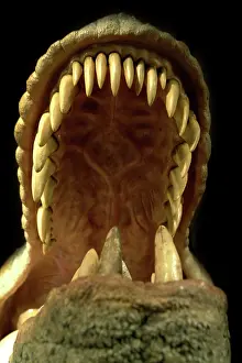 Tyrannosaur: Tyrannosaurus rex