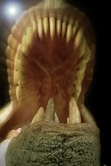 Tyrannosaur: Tyrannosaurus rex