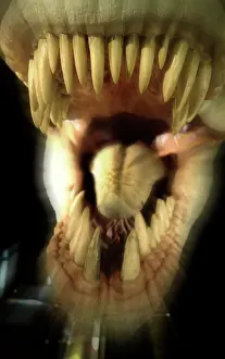 Tyrannosaur: Tyrannosaurus rex