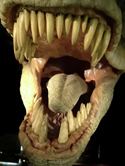 Tyrannosaur: Tyrannosaurus rex