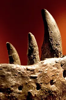 Tyrannosaur: Tyrannosaurus rex