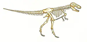 Tyrannosaur: Tyrannosaurus rex skeleton