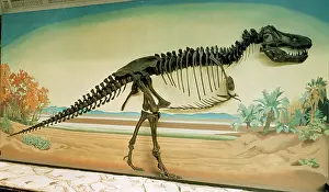 Tyrannosaur: Tyrannosaurus rex skeleton