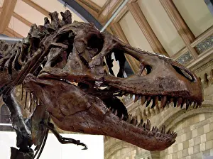 Tyrannosaur: Tyrannosaurus rex skeleton