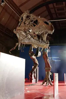 Tyrannosaur: Tyrannosaurus rex skeleton