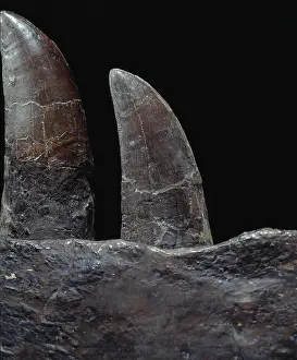 Tyrannosaur: Tyrannosaurus rex teeth