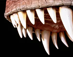 Tyrannosaur: Tyrannosaurus rex teeth