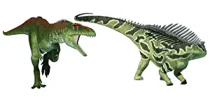 Carcharodontosaurid: Tyrannotitan dinosaur attacking an Agustinia sauropod
