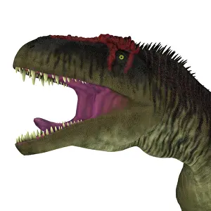Carcharodontosaurid: Tyrannotitan dinosaur head