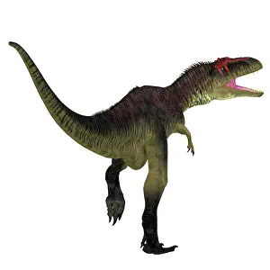 Carcharodontosaurid: Tyrannotitan dinosaur on white background