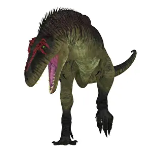 Carcharodontosaurid: Tyrannotitan dinosaur on white background
