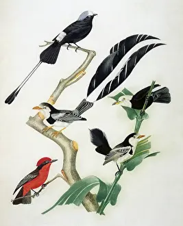 Tricolor: Tyrants and Flycatcher