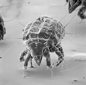 Mite: Tyrophagus casei, cheese mite