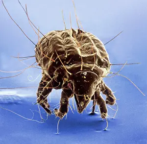 Mite: Tyrophagus casei, cheese mite