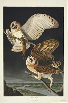Strigiformes: Tyto alba, barn owl