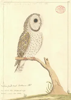 Strigiformes: Tyto alba, barn owl