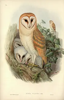 Strigiformes: Tyto alba, barn owl
