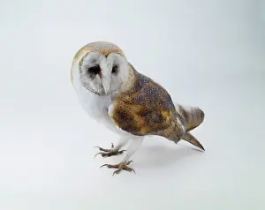 Strigiformes: Tyto alba, barn owl