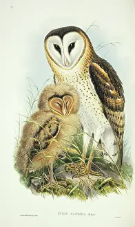 Strigiformes: Tyto capensis, grass owl