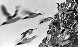 Okhotsk: Tyuleny Island, 1966