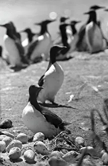 Okhotsk: Tyuleny Island, 1966