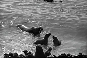 Seals: Tyuleny Island, 1966