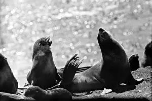 Seals: Tyuleny Island, 1966