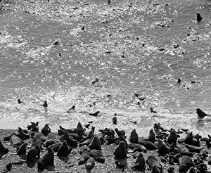 Rookery: Tyuleny Island, 1966