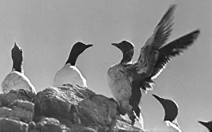 Muravin: Tyuleny Island, 1966