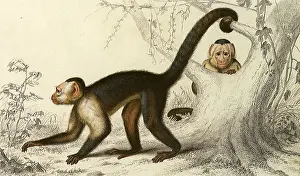 Apes: Uakari (Cebus hypoleucus)