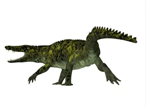 Crocodile: Uberabasuchus reptile on white background
