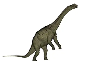 Ribeiroi: Uberabatitan dinosaur isolated on white background