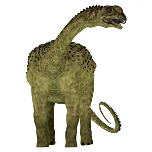 Titanosaur: Uberabatitan dinosaur, front view