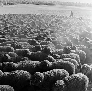 Barmin: Uchumski State Sheepbreeding Farm