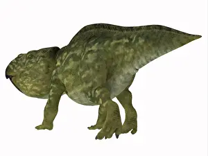 Ceratopsian: Udanoceratops dinosaur