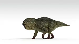 Neoceratopsia: Udanoceratops dinosaur, white background
