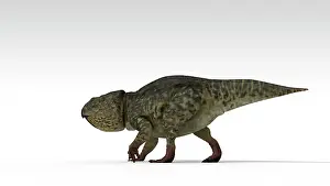 Neoceratopsia: Udanoceratops dinosaur, white background