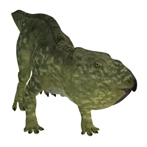 Ceratopsian: Udanoceratops dinosaur, white background